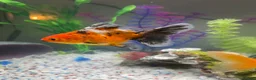 Fancy Goldfish fish for sale: 3 goldfish and tank in Felixstowe - Advert 5