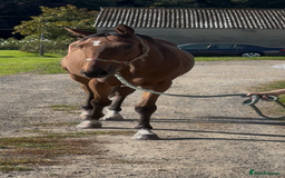 Irish Thoroughbred horses for sale: Companion / project for the further  - Image 1
