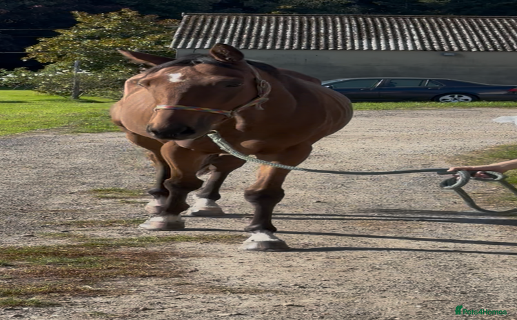 Irish Thoroughbred horses - Advert 1