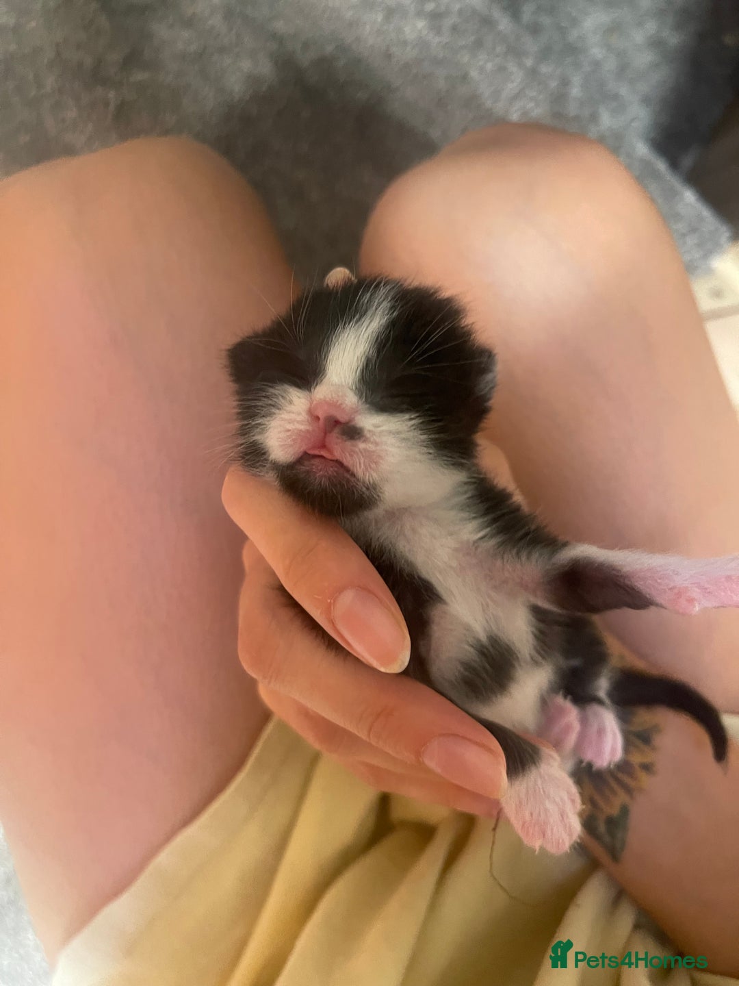 British Longhair cats for sale: Black & white kittens  - Image 14