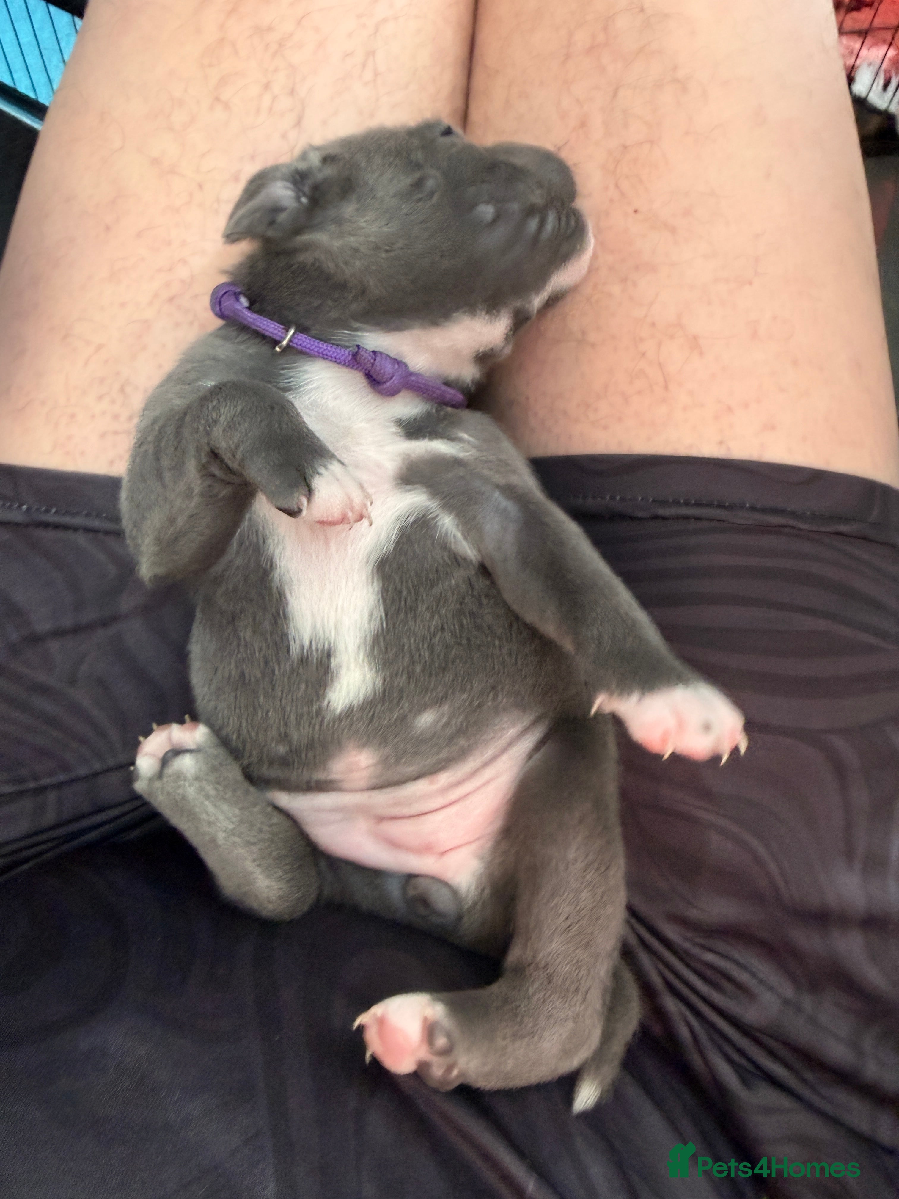 Staffordshire Bull Terrier dogs Amazing litter of staffy pups  - Advert 2