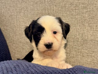 Tibetan Terrier dogs Stunning KC Reg Tibetan terrier Puppies - Advert 1