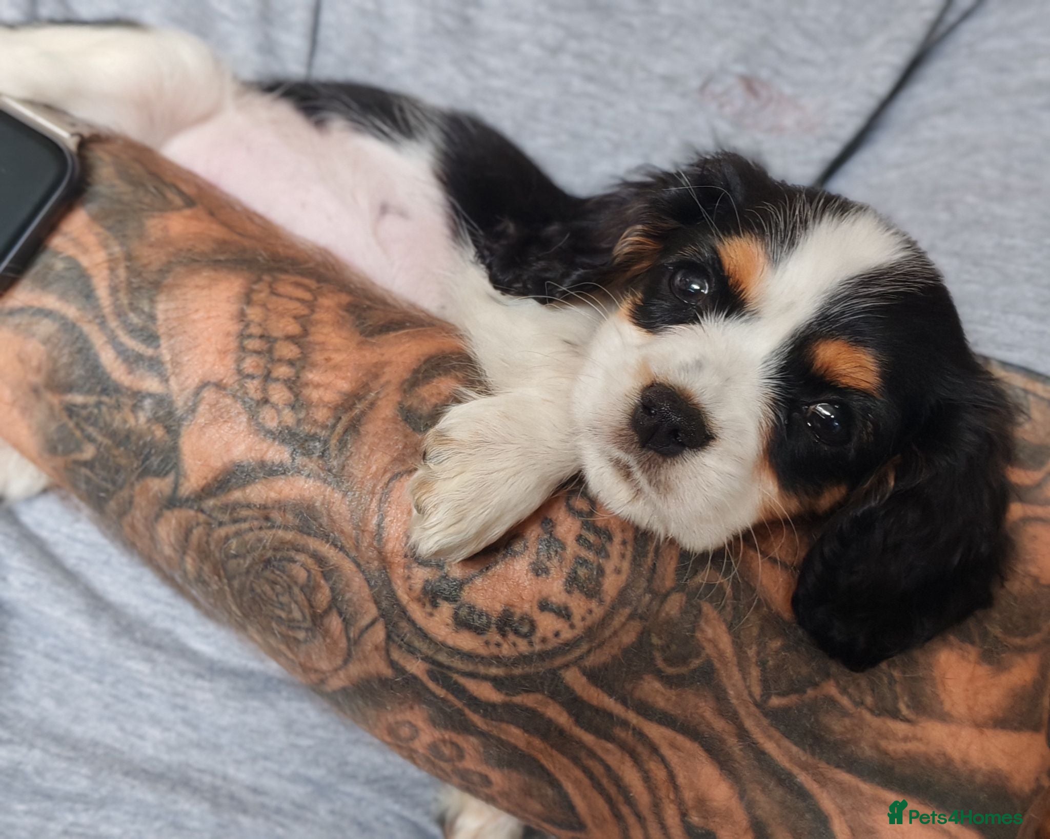 Mixed Breed dogs Last Boy ready now!! Cavalier Mix Breed pups - Advert 1