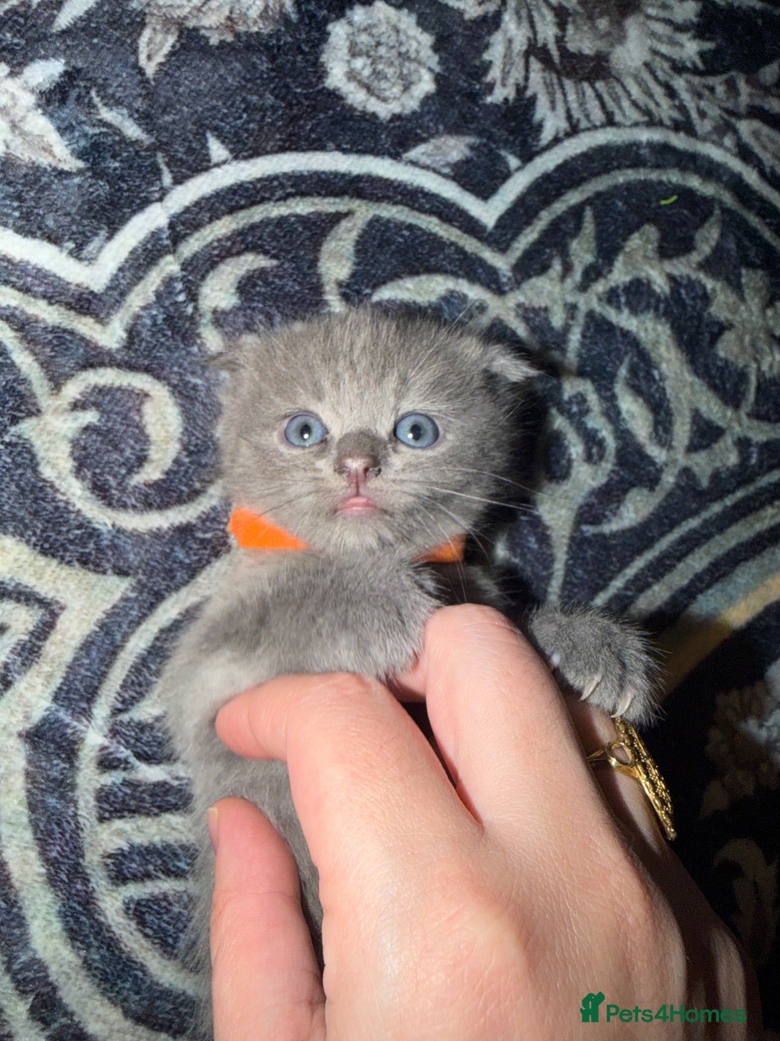 Mixed Breed cats RARE BRITISH Shorthair&ScottishFold Kittens - Advert 3