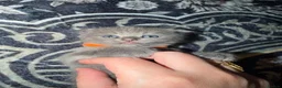 Mixed Breed cats for sale: RARE BRITISH Shorthair&ScottishFold Kittens - Advert 1