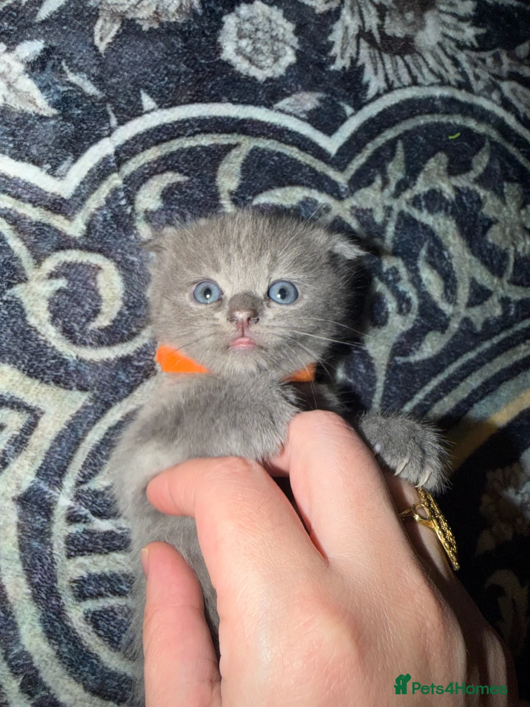 Mixed Breed cats for sale: RARE BRITISH Shorthair&ScottishFold Kittens - Advert 1
