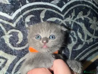 Mixed Breed cats ‼️READY‼️BritishShorthair&ScottishFold Kittens - Advert 16