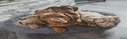 Miniature Dachshund dogs for sale: Lovely Miniature Dachshund Puppies in Bath - Advert 1