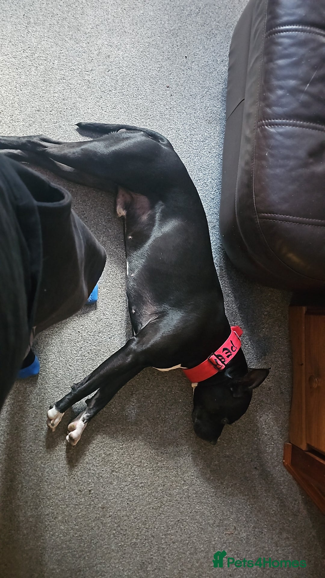 Mixed Breed dogs for stud: Dog for stud. American bully x cane corso - Advert 8