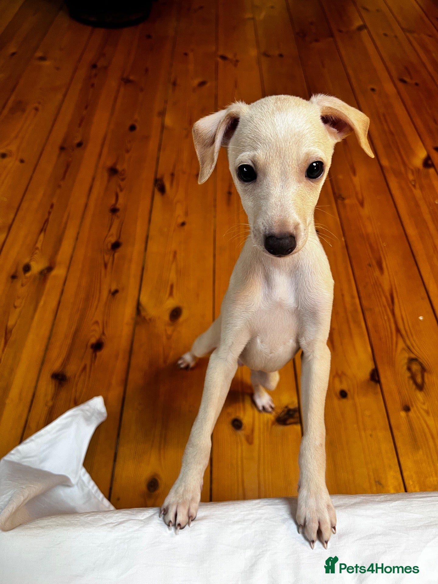 Italian Greyhound dogs Superb Quality ITALIAN GREYHOUND Puppies - Advert 12
