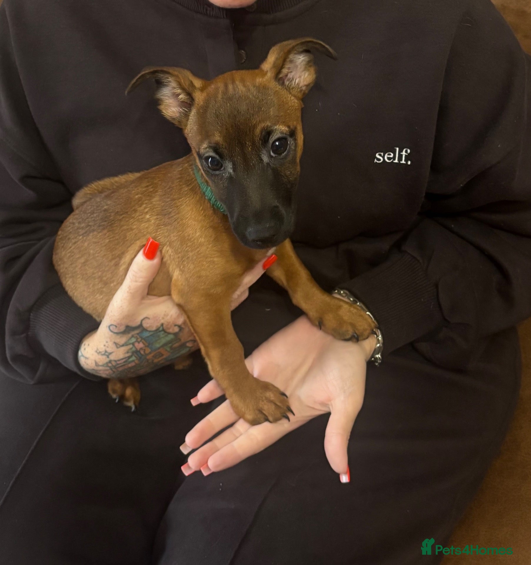Jack Russell dogs for sale: Much wenlock boys 1 little boy left - Advert 17