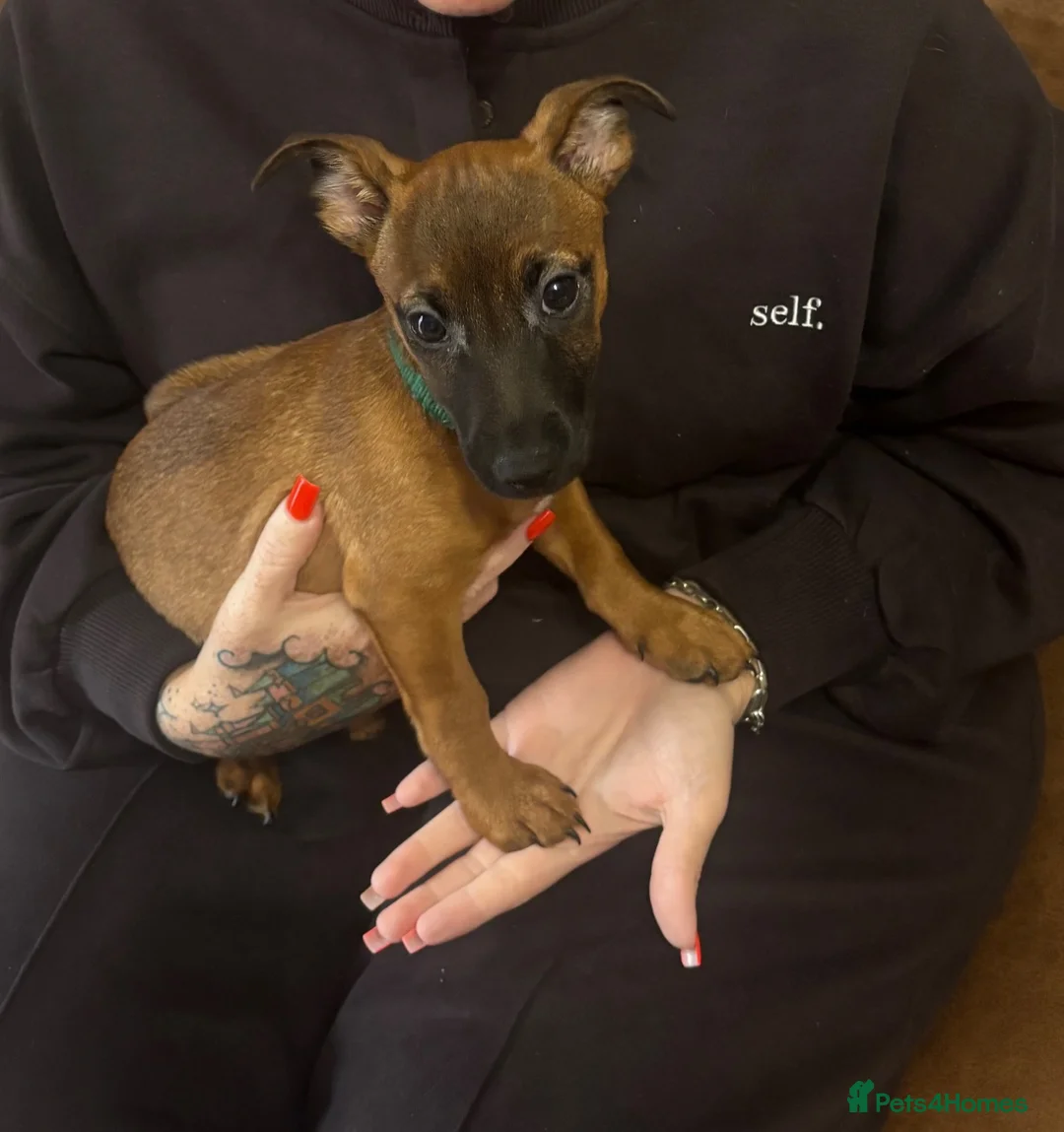 Jack Russell dogs for sale: Much wenlock boys 1 little boy left - Advert 1