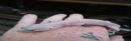 Leopard Gecko reptiles for sale: Various leopard geckos - Advert 16