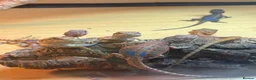 Bearded Dragon reptiles for sale: Stunning baby bearded dragons - Advert 7