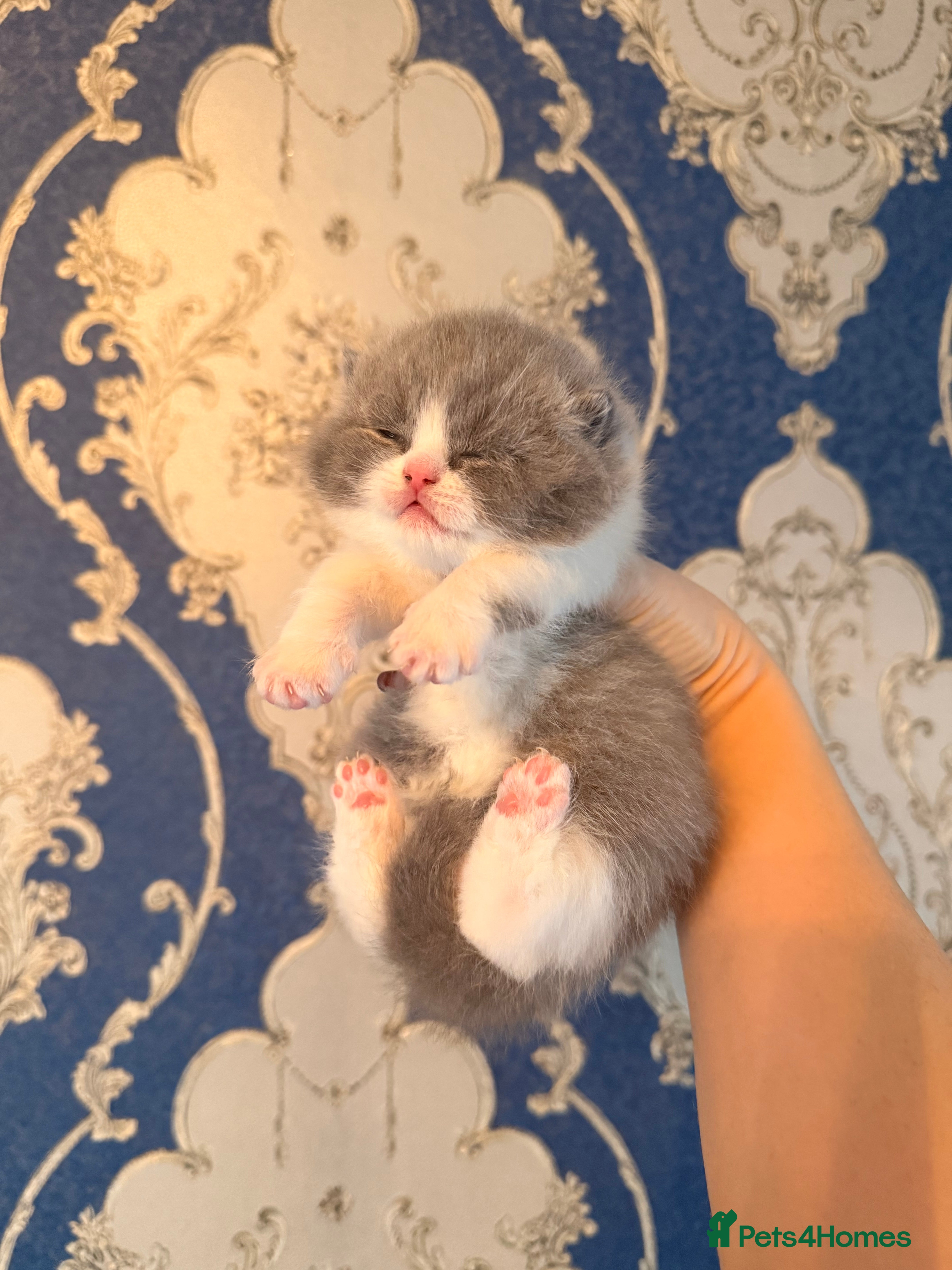 British Shorthair cats Outstanding British shorthairs  - Advert 13