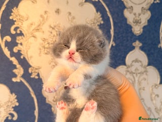 British Shorthair cats Outstanding British shorthairs - Advert 13