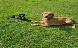 Labrador Retriever dogs for stud: Labrador retriever at Stud  in Blaydon-on-Tyne - Image 13