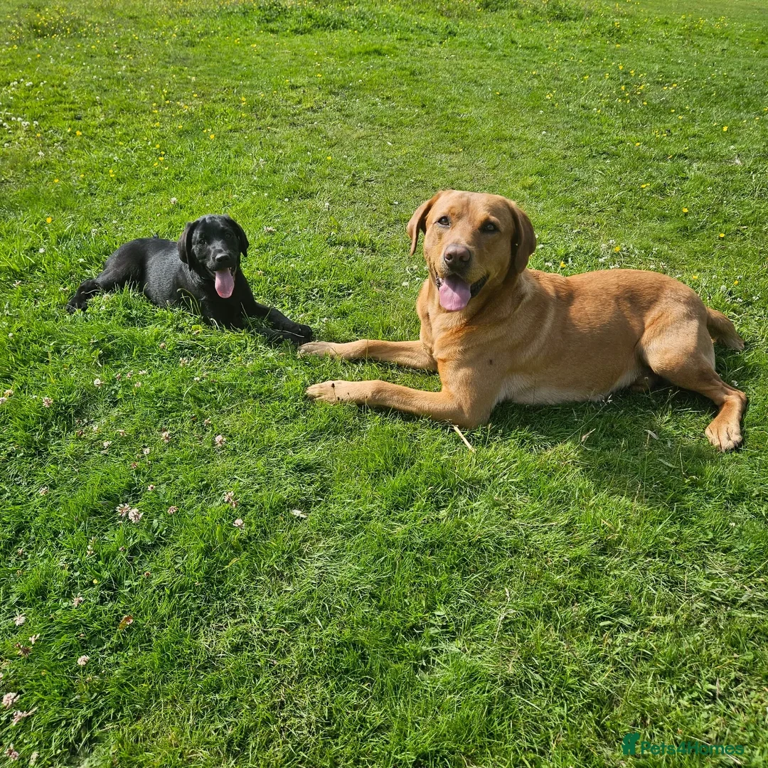 Labrador Retriever dogs for stud: Labrador retriever at Stud  in Blaydon-on-Tyne - Advert 12