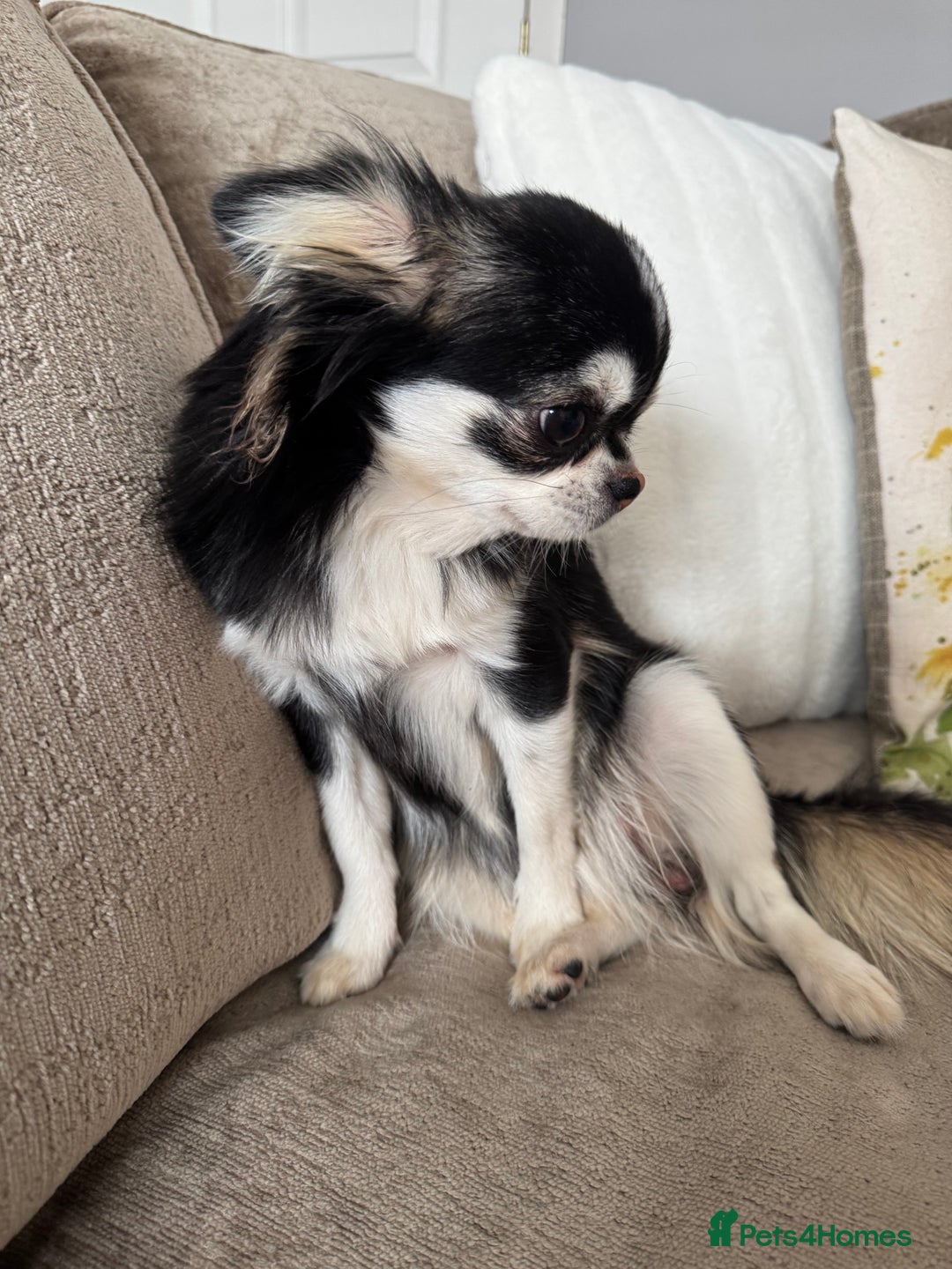 Chihuahua dogs for sale: Unique marking husky LC chihuahua girl  - Advert 7