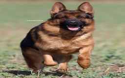 German Shepherd dogs for sale: Beautiful KC Registered German Shepherd puppies  - Image 6