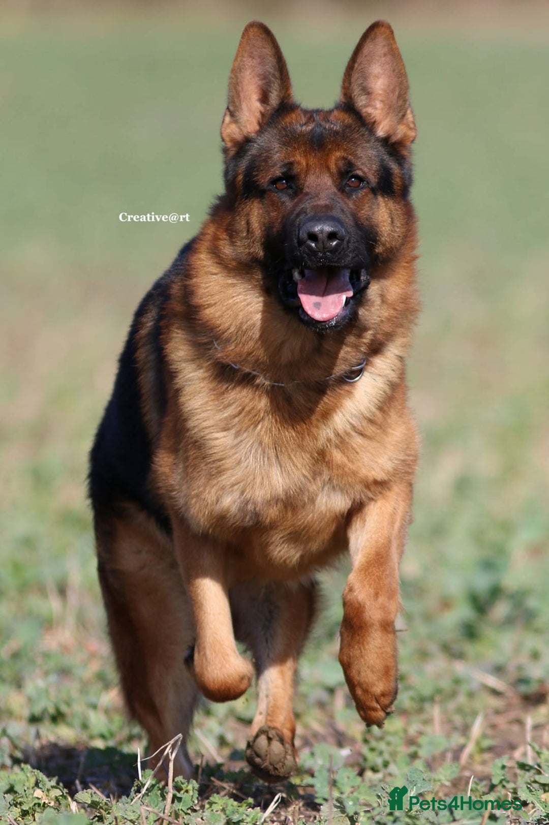 German Shepherd dogs for sale: Beautiful KC Registered German Shepherd puppies  - Image 6