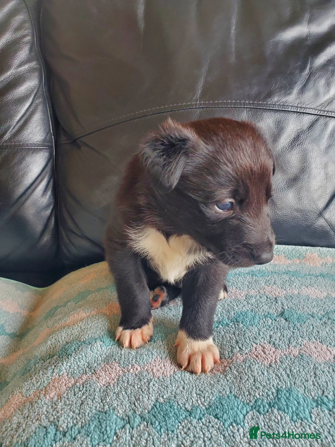 Mixed Breed dogs for sale: 2 male puppies for sale.  - Advert 5