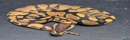 Python Snake reptiles for sale: UPDATED Various Ball Python Hatchlings - Advert 9