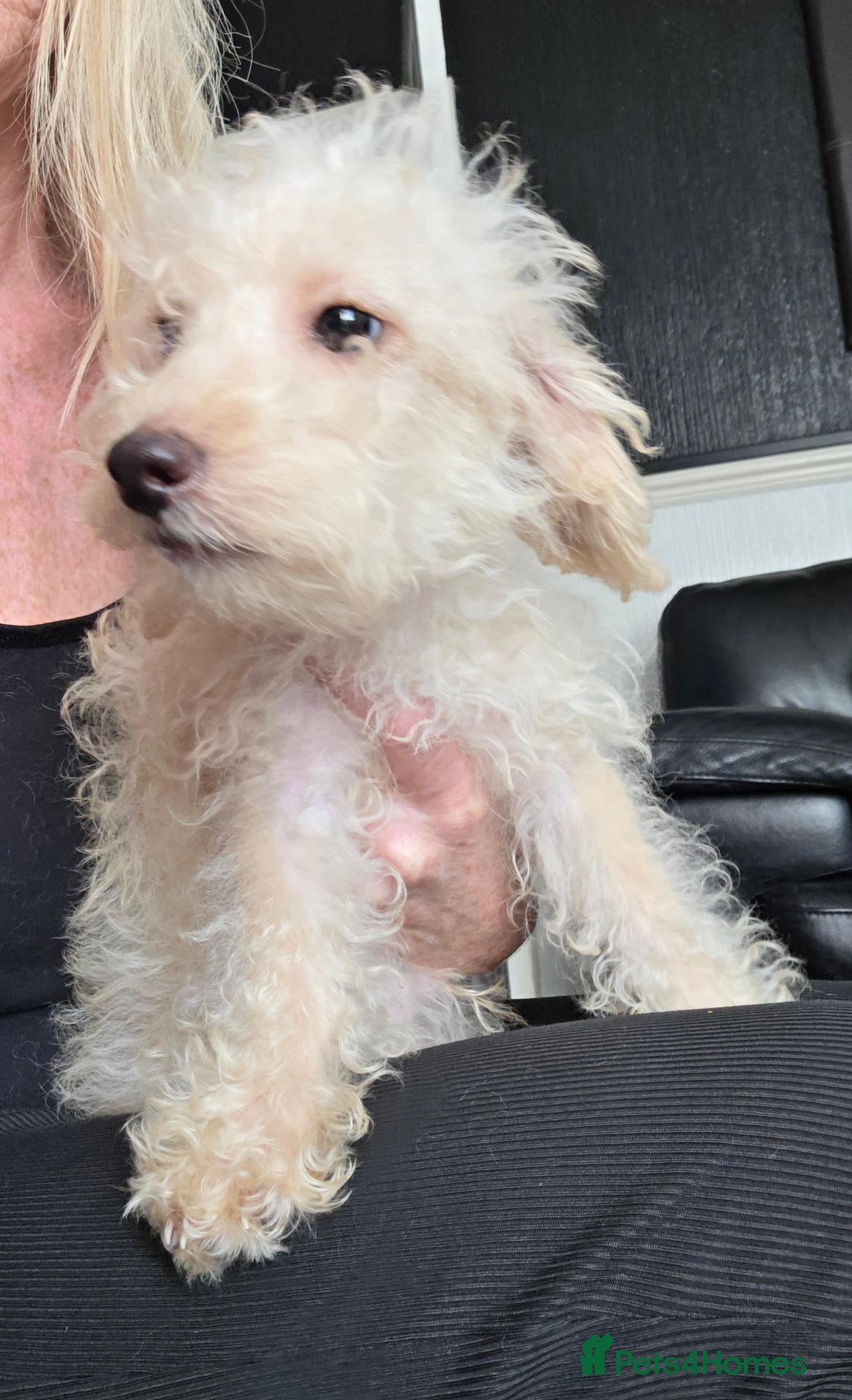 Jackapoo dogs Toy poodle 3/4 puppies  - Advert 4
