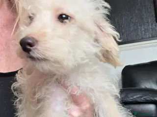 Jackapoo dogs Toy poodle 3/4 puppies - Advert 4