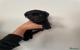 Labrador Retriever dogs for sale:  🐾Gorgeous BLack Labrador Puppies 🐾 - Advert 16