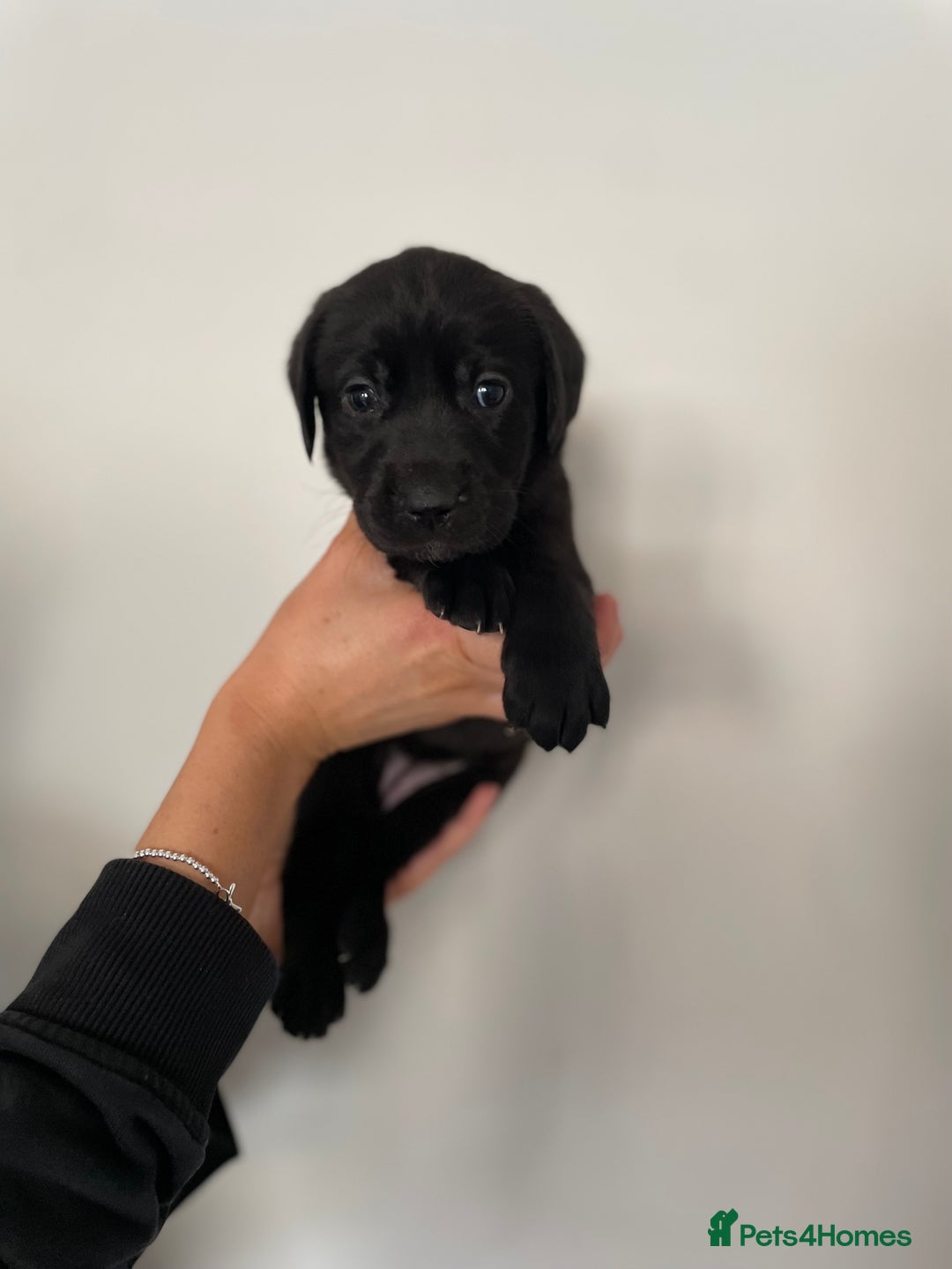 Labrador Retriever dogs for sale:  🐾Gorgeous BLack Labrador Puppies 🐾 - Advert 16