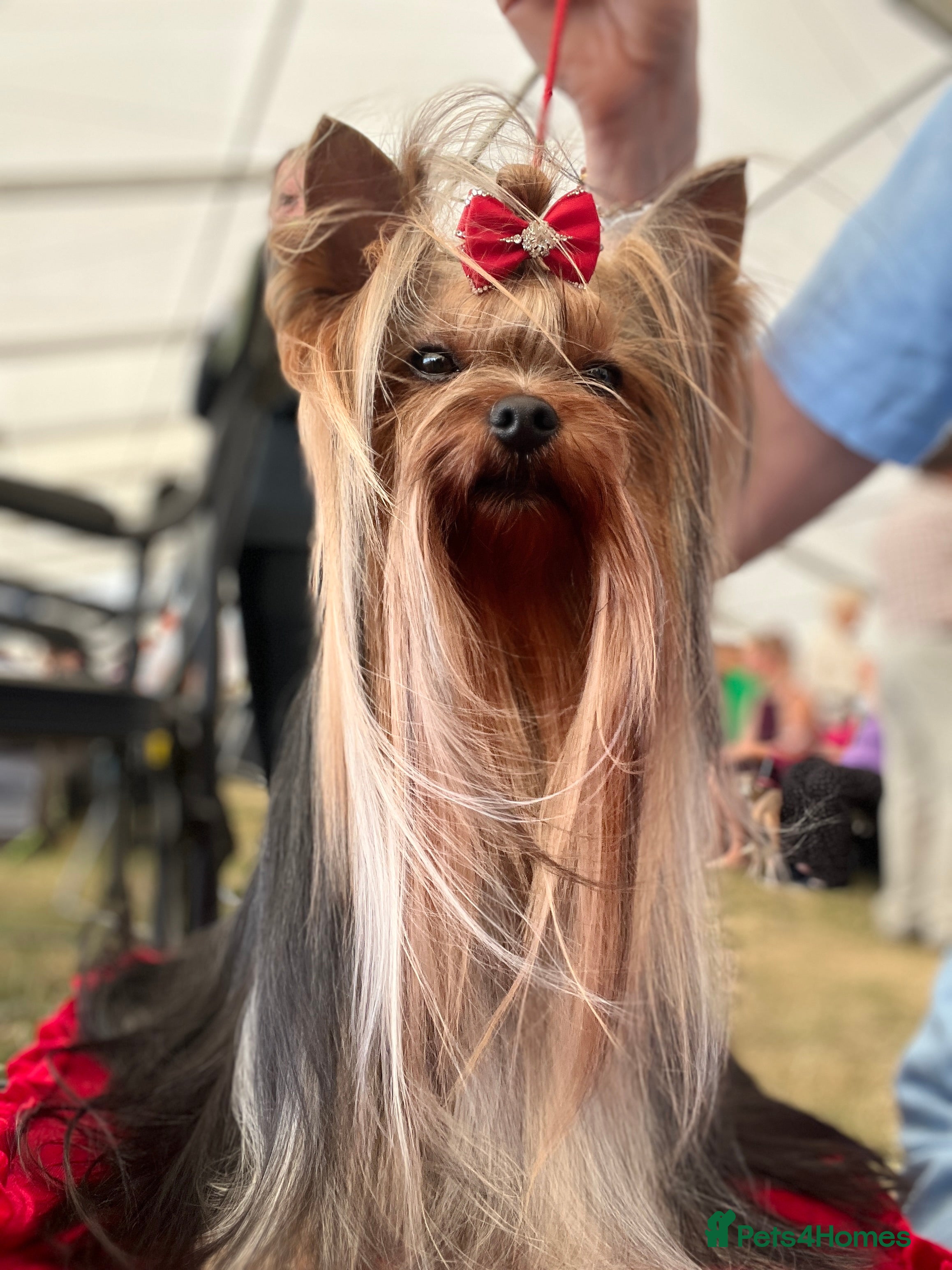 Yorkshire Terrier dogs KC REG Yorkshire terrier for STUD in Kettering - Advert 1