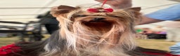 Yorkshire Terrier dogs for stud: KC REG Yorkshire terrier for STUD in Kettering - Advert 2