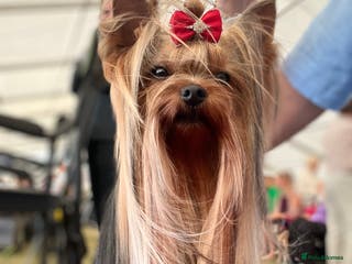 Yorkshire Terrier dogs KC REG Yorkshire terrier for STUD in Kettering - Advert 4