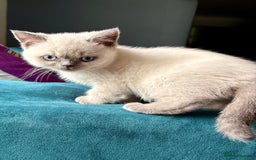 British Shorthair cats for sale: GCCF British shorthair kittens in Alloa - Image 5