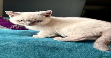 British Shorthair cats in Alloa - Advert 1