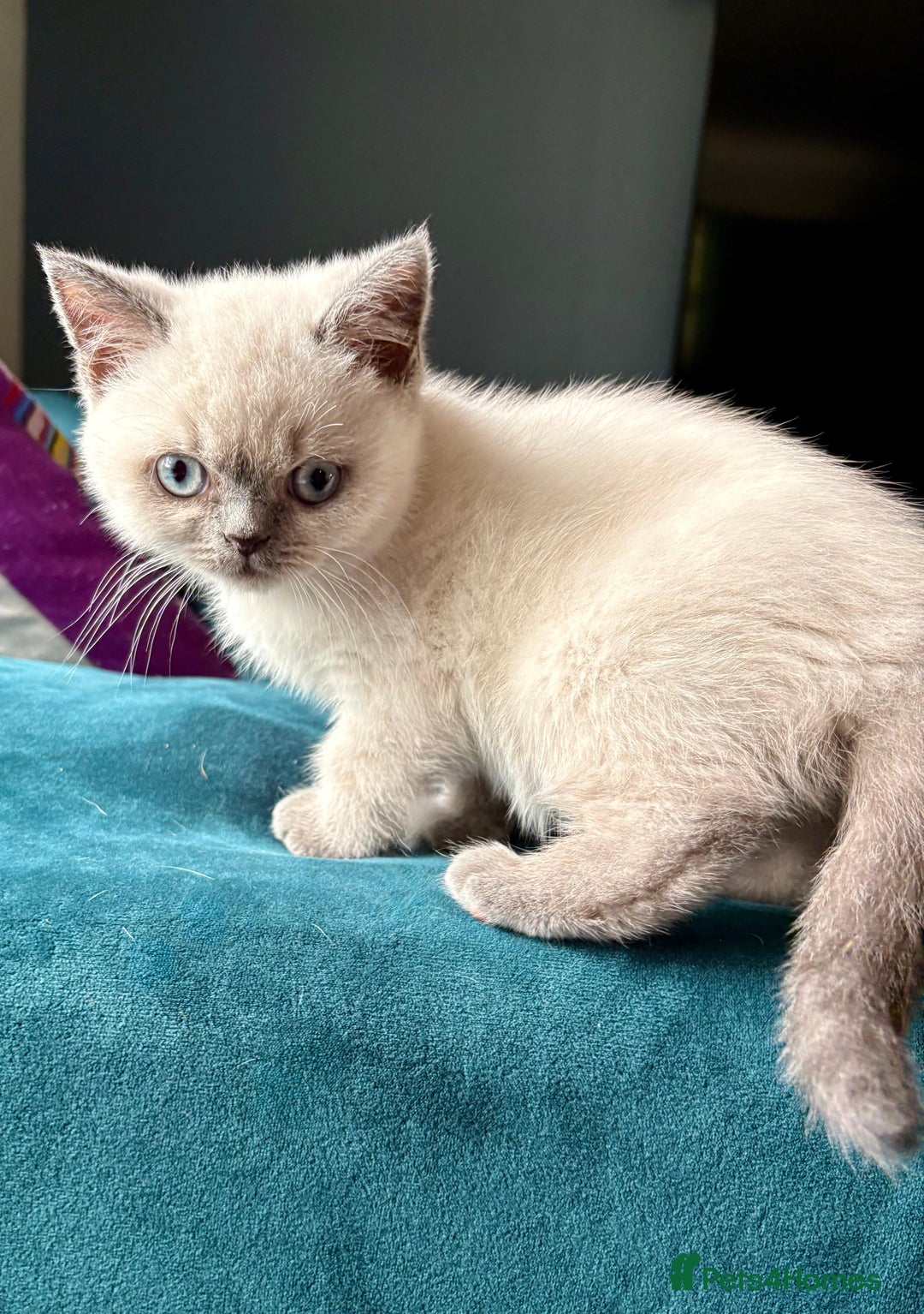British Shorthair cats for sale: GCCF British shorthair kittens in Alloa - Image 5