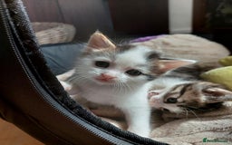 European cats for sale: Beautiful Kittens Looking for Loving Homes 🐾❤️ - Image 2