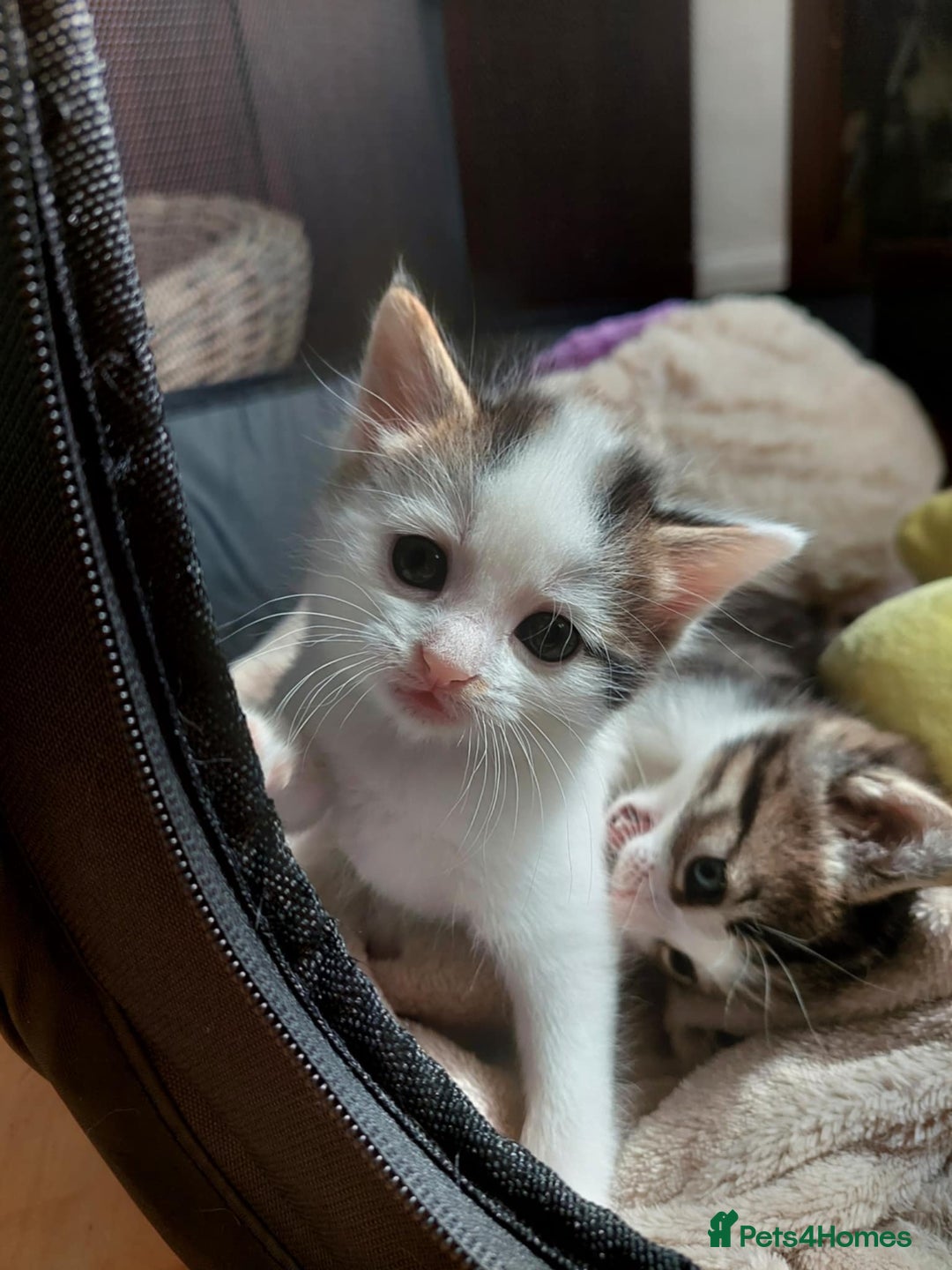 European cats for sale: Beautiful Kittens Looking for Loving Homes 🐾❤️ - Image 2