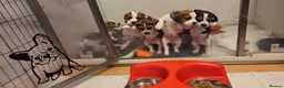 Beagle dogs for sale: Beautiful Beagle Puppies  in Coventry - Advert 4