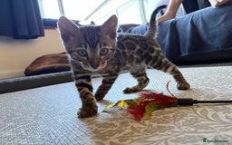 Bengal cats for sale: Pedigree TICA Bengal Brown Rosetted Male Kitten - Image 20