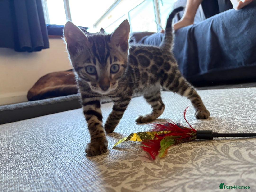 Bengal cats for sale: Pedigree TICA Bengal Brown Rosetted Male Kitten - Image 20