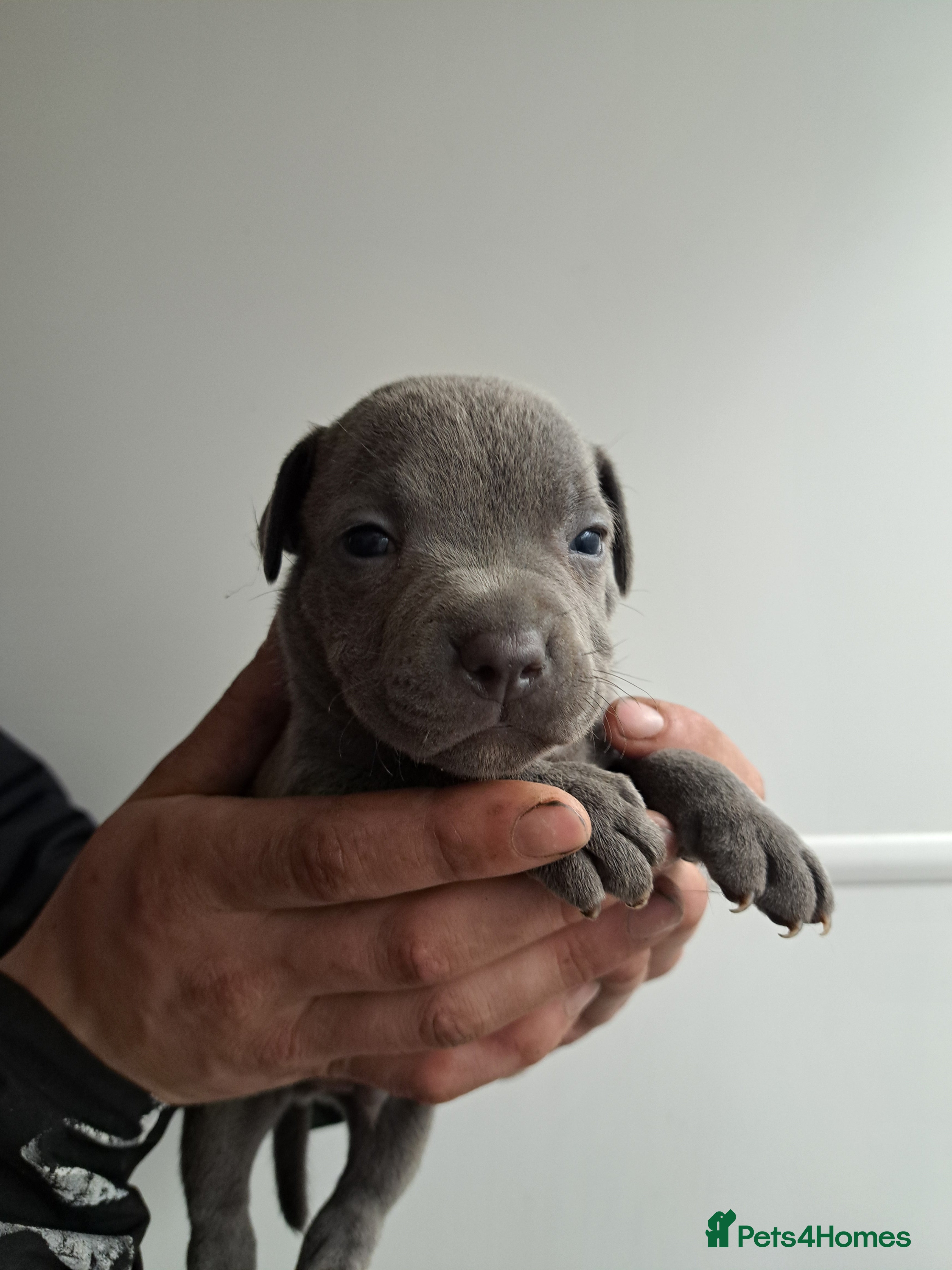 Staffordshire Bull Terrier dogs 1 Female left !Top Quality Champion Blue Staffys - Advert 11