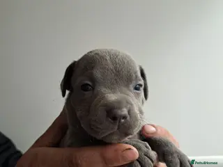 Staffordshire Bull Terrier dogs 1 Female left !Top Quality Champion Blue Staffys - Advert 11
