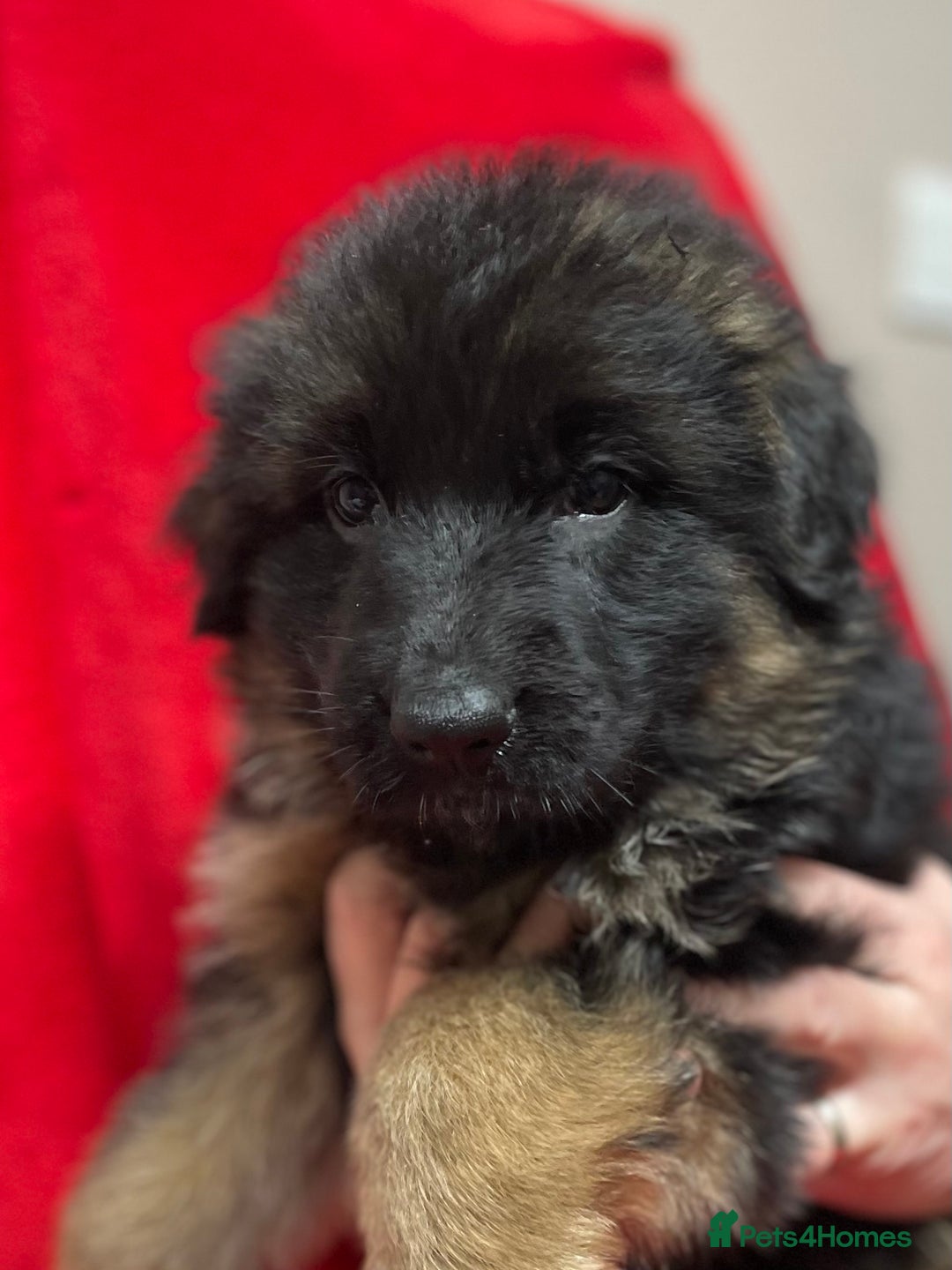 German Shepherd dogs for sale: Stunning longcoat German Shepherd puppies - Image 19
