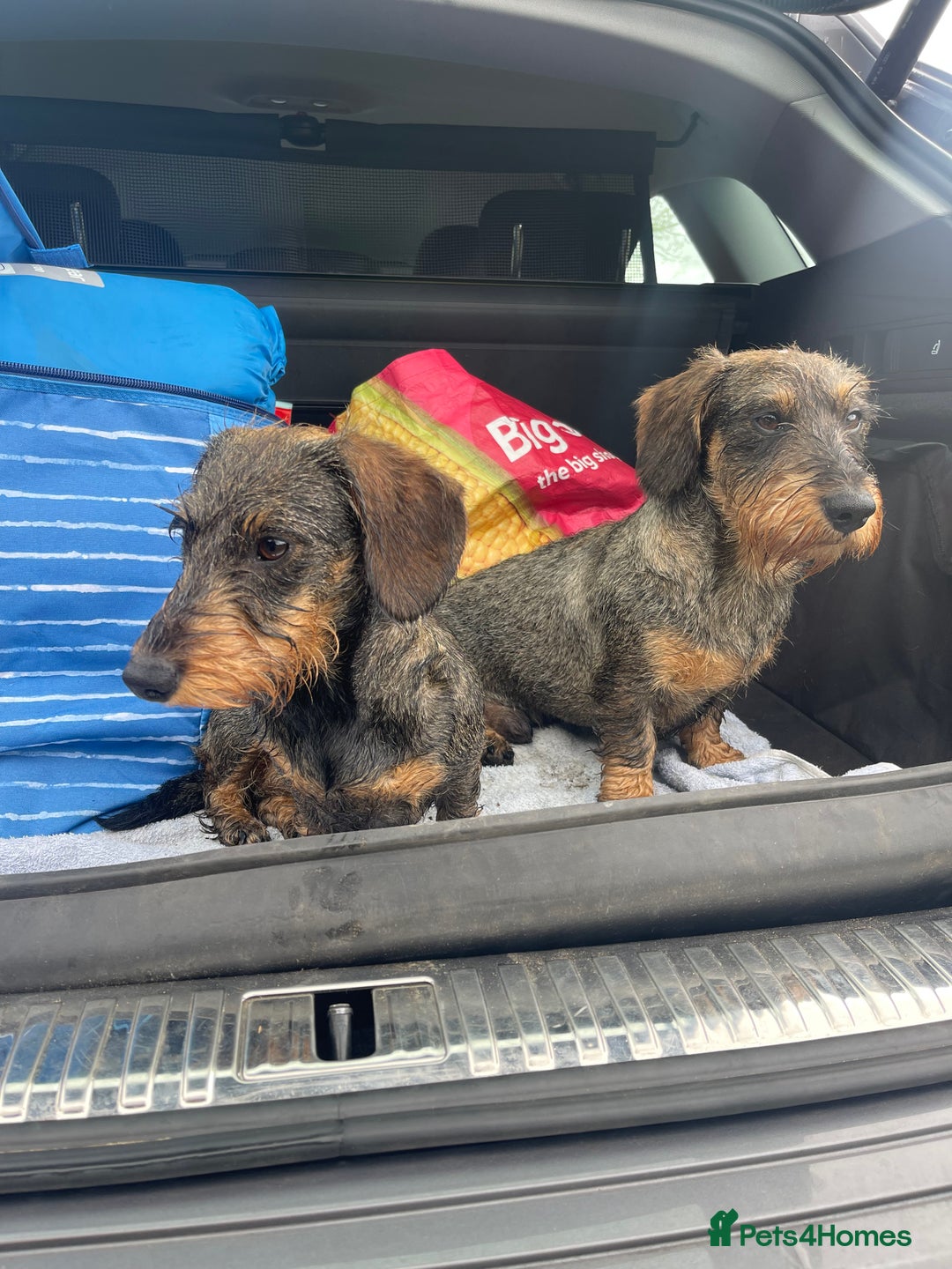Dachshund dogs for sale:  Miniature Wirehaired Dachshund  puppies  - Advert 1