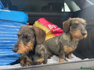 Dachshund dogs Miniature Wirehaired Dachshund puppies - Advert 5