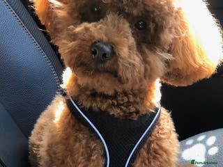 Toy Poodle dogs Proven Toy Poodle For Stud in Canterbury - Advert 1