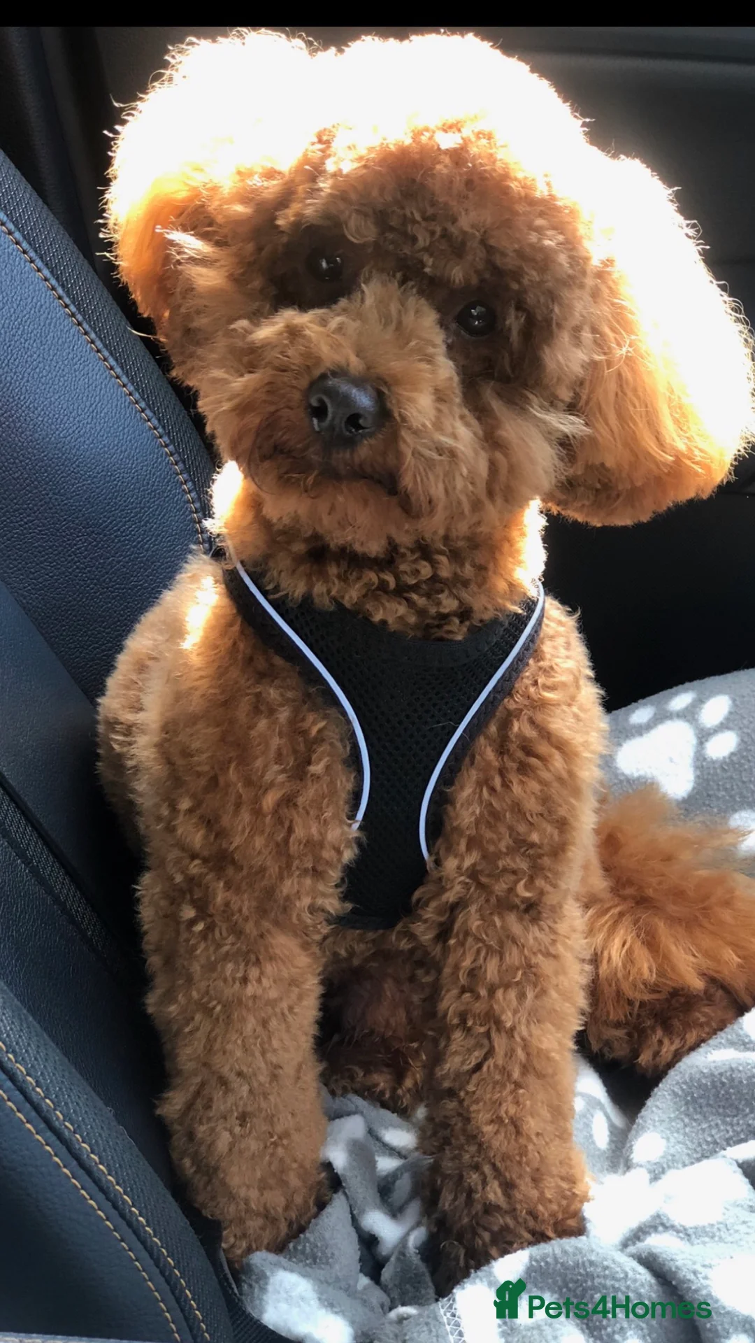 Toy Poodle dogs for stud: Proven Toy Poodle For Stud in Canterbury - Advert 1