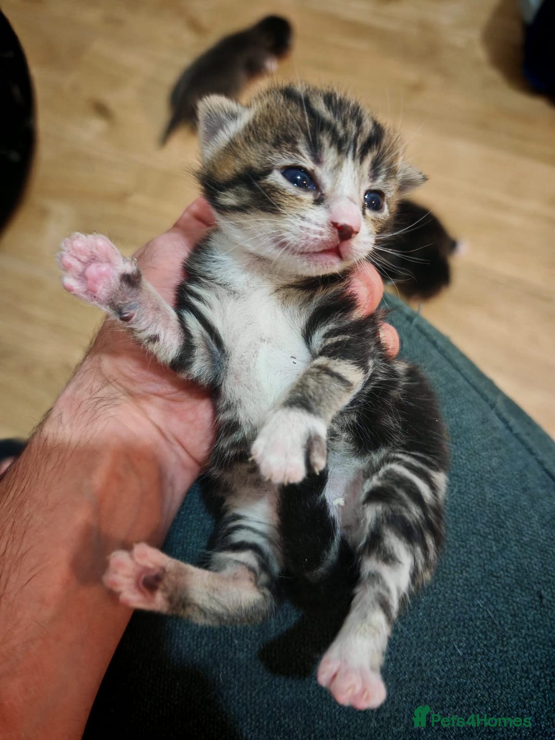 British Longhair cats for sale: 3 kittens ready for new home  - Image 3